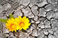 Concept of persistence. Flowers blooming in arid land