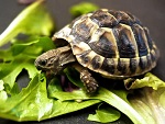 eating-turtle